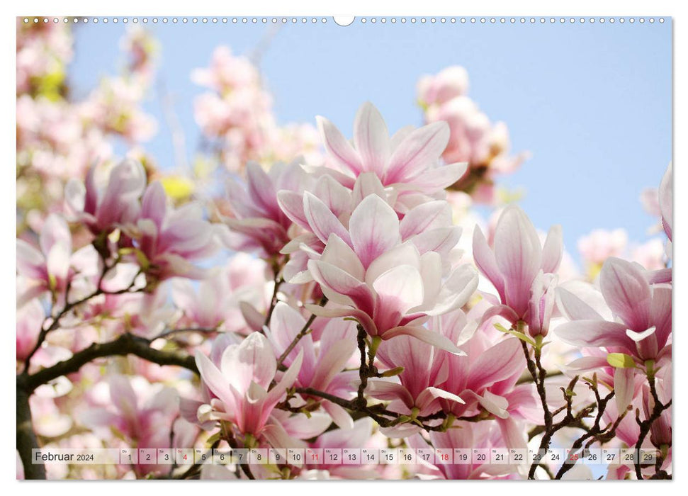 Magnolias A Rush of Flowers (CALVENDO Wall Calendar 2024) 