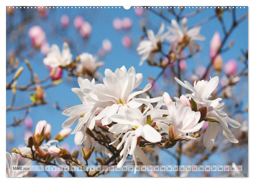 Magnolias A Rush of Flowers (CALVENDO Wall Calendar 2024) 