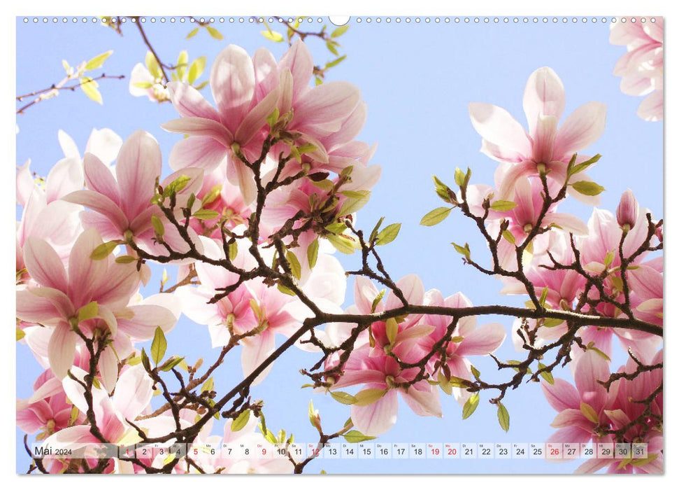 Magnolias A Rush of Flowers (CALVENDO Wall Calendar 2024) 