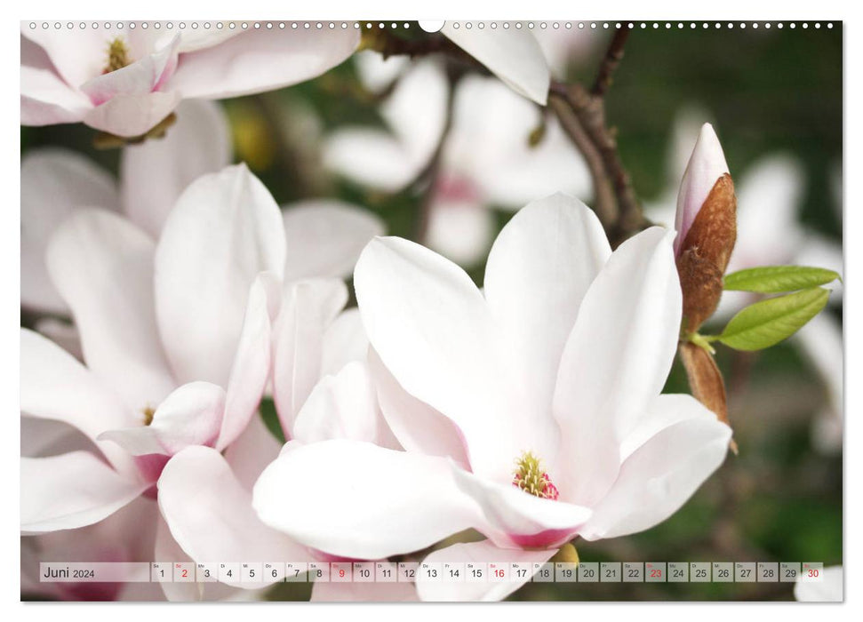 Magnolias A Rush of Flowers (CALVENDO Wall Calendar 2024) 