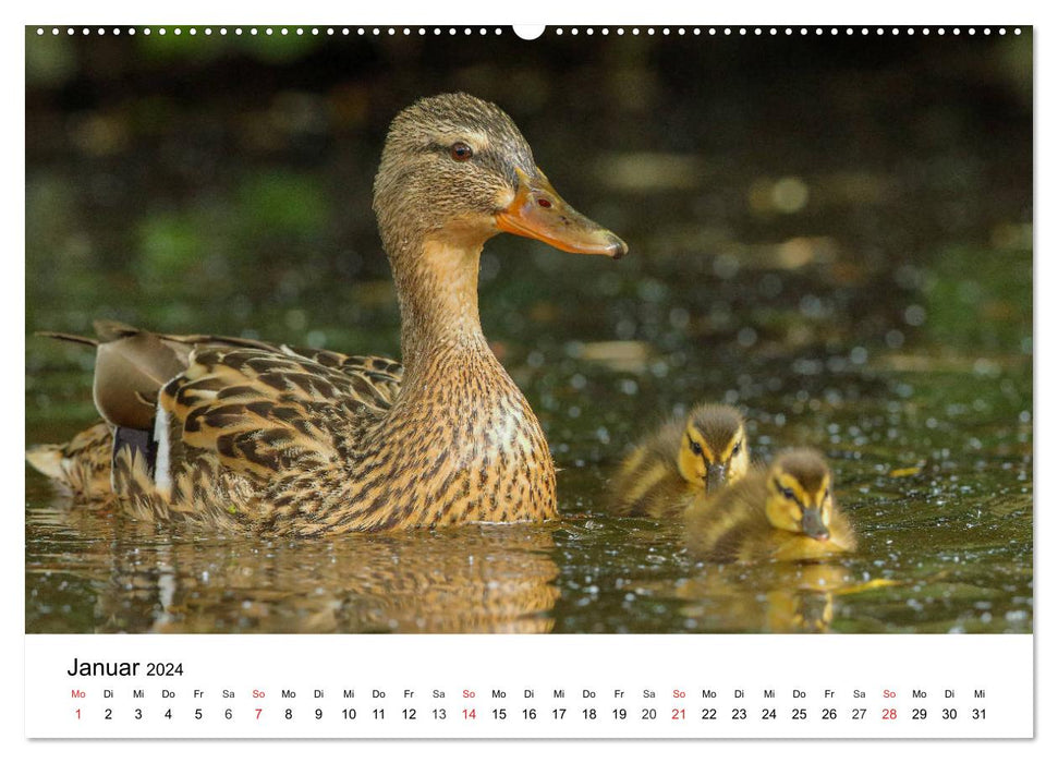 Animaux sauvages de notre patrie (calendrier mural CALVENDO 2024) 