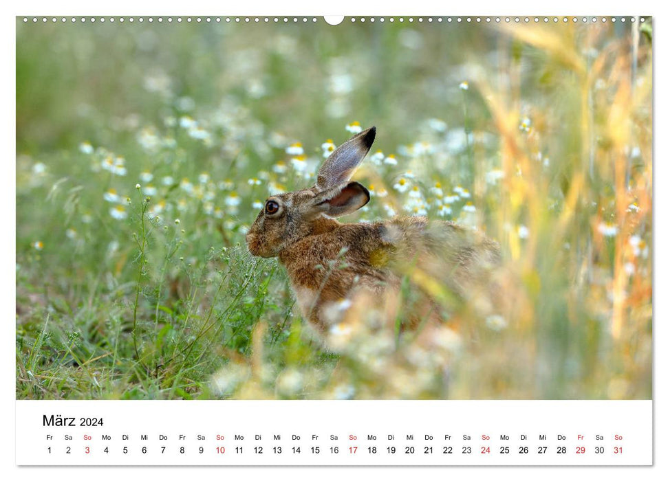 Animaux sauvages de notre patrie (calendrier mural CALVENDO 2024) 