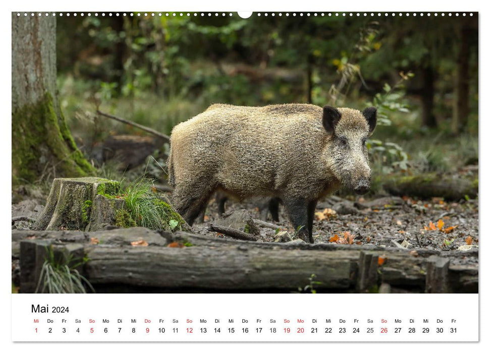 Animaux sauvages de notre patrie (calendrier mural CALVENDO 2024) 