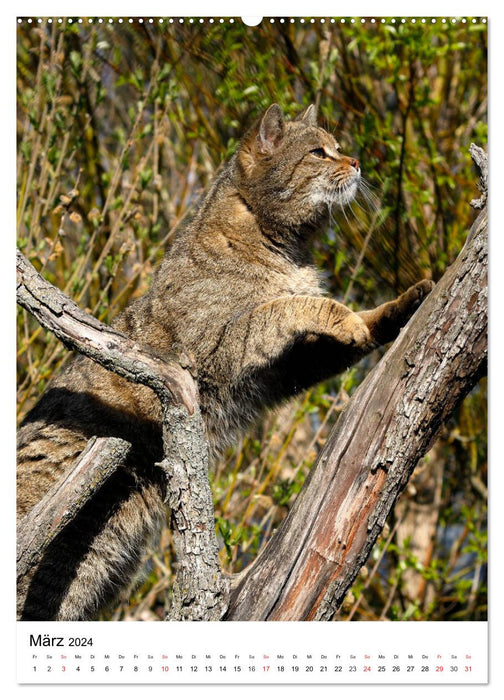 Petits Tigres dans la Forêt (Calvendo Premium Wall Calendar 2024) 