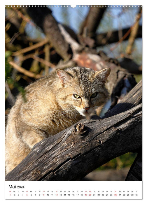 Petits Tigres dans la Forêt (Calvendo Premium Wall Calendar 2024) 