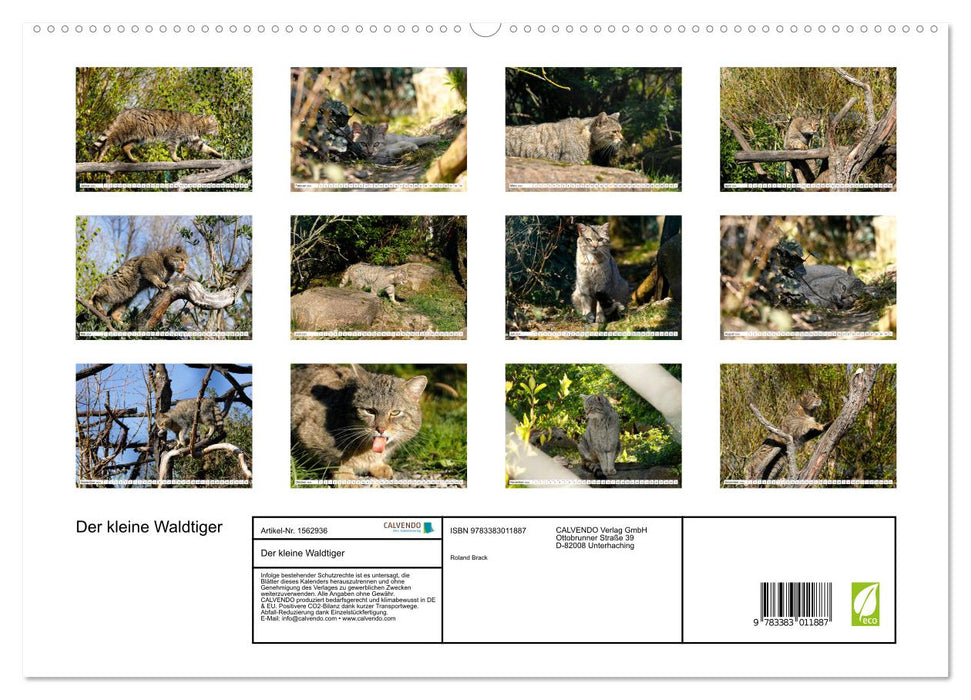 Der kleine Waldtiger (CALVENDO Premium Wandkalender 2024)