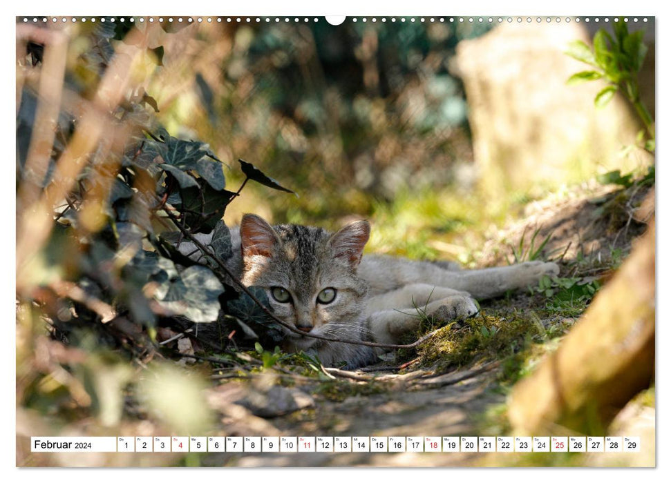 Der kleine Waldtiger (CALVENDO Premium Wandkalender 2024)