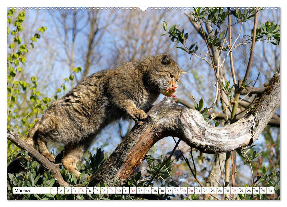 Der kleine Waldtiger (CALVENDO Premium Wandkalender 2024)