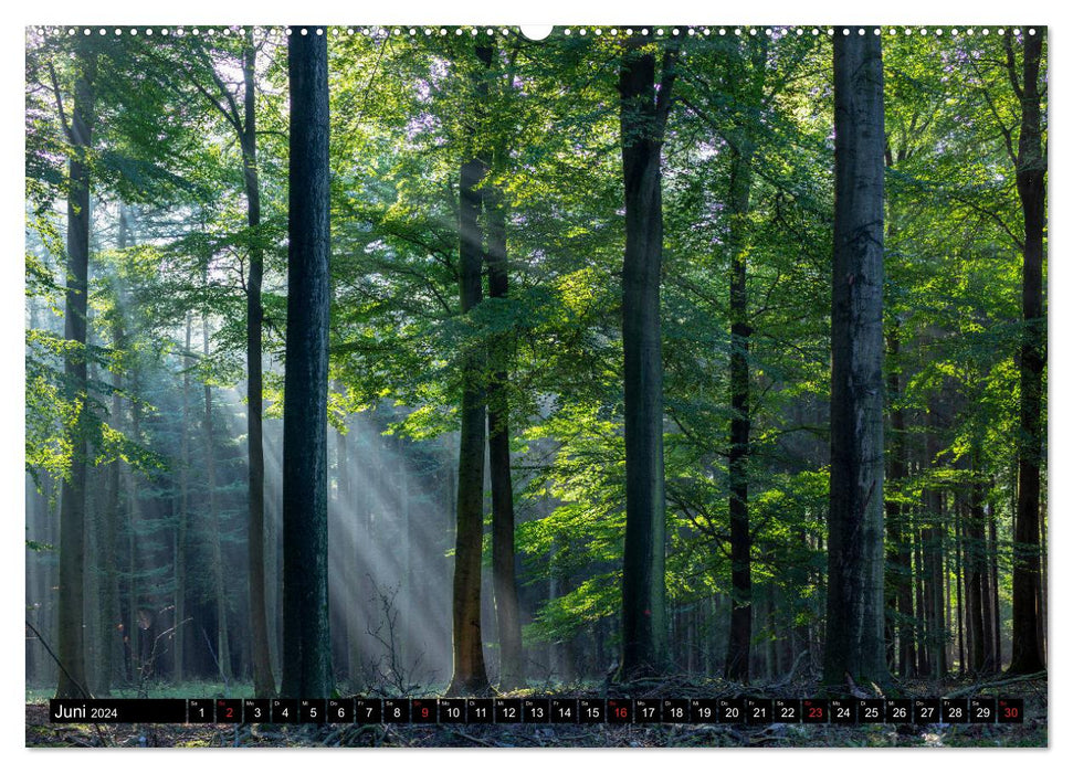 Forêt d'Arnsberg (Calvendo Premium Calendrier mural 2024) 