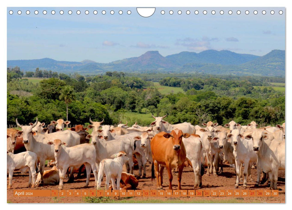 Peru Altiplano 2024 (CALVENDO Wandkalender 2024)