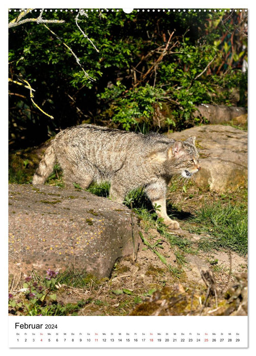 Petits tigres dans la forêt (Calendrier mural CALVENDO 2024) 