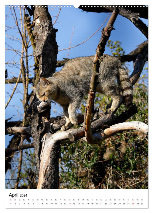 Petits tigres dans la forêt (Calendrier mural CALVENDO 2024) 