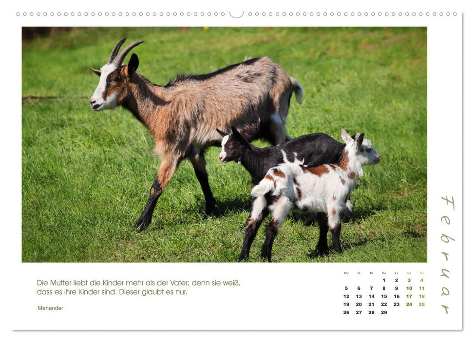 Mother's Love - Chèvres avec leurs doux agneaux (Calendrier mural CALVENDO Premium 2024) 