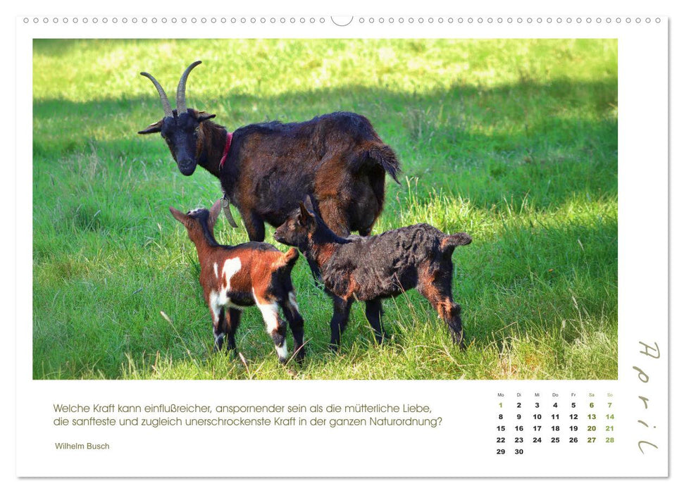 Mutterliebe - Ziegen mit ihren süßen Lämmern (CALVENDO Premium Wandkalender 2024)