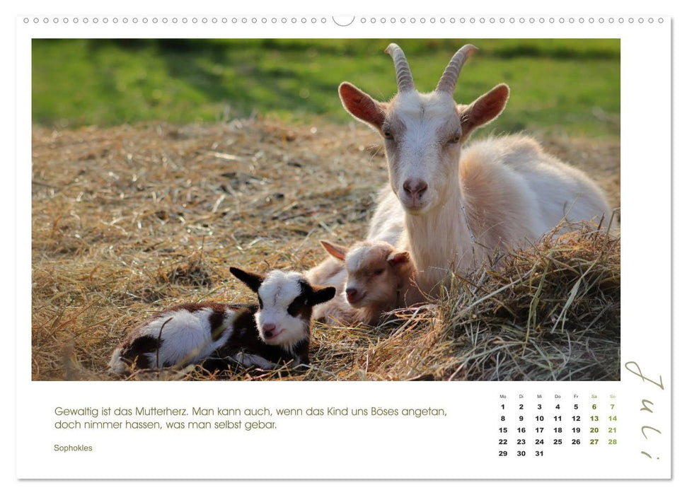 Mutterliebe - Ziegen mit ihren süßen Lämmern (CALVENDO Premium Wandkalender 2024)