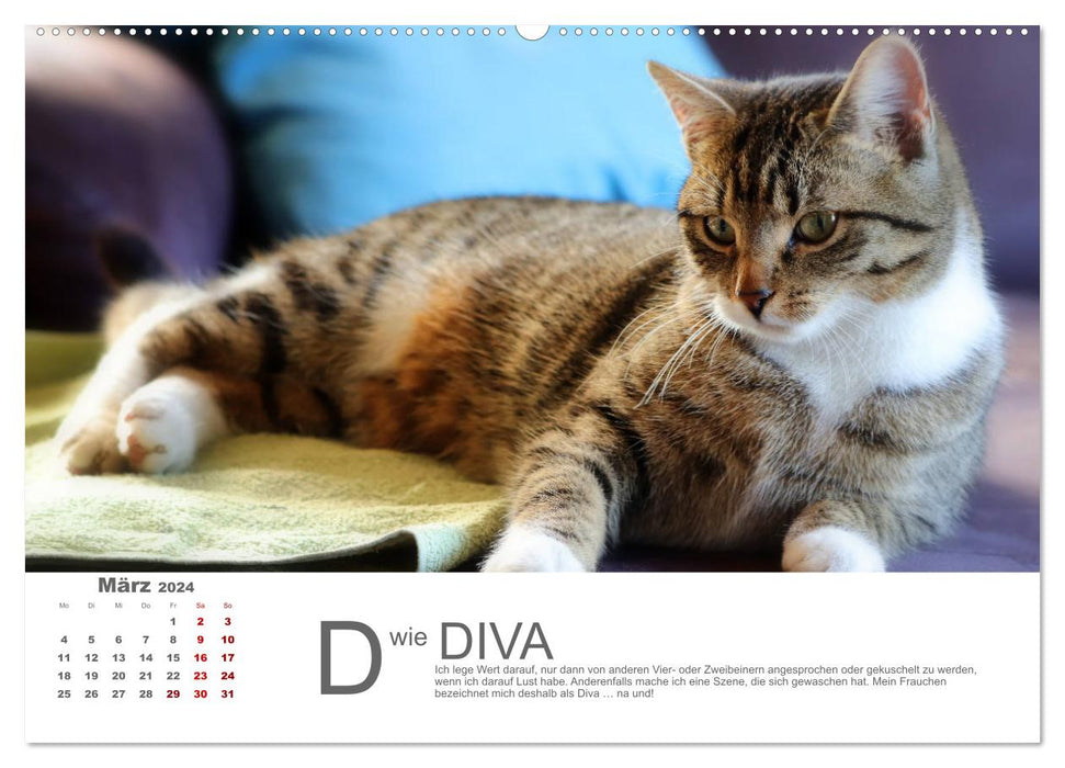 Chats ABC (Calendrier mural CALVENDO Premium 2024) 