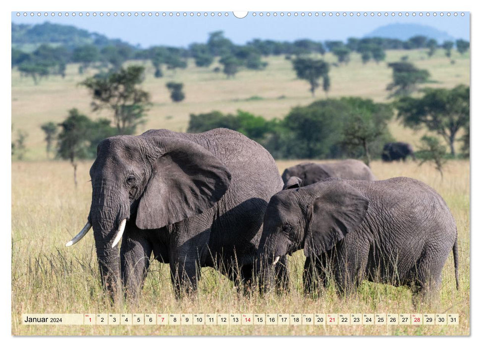 Éléphants - Gentils Géants d'Afrique (Calvendo Premium Wall Calendar 2024) 