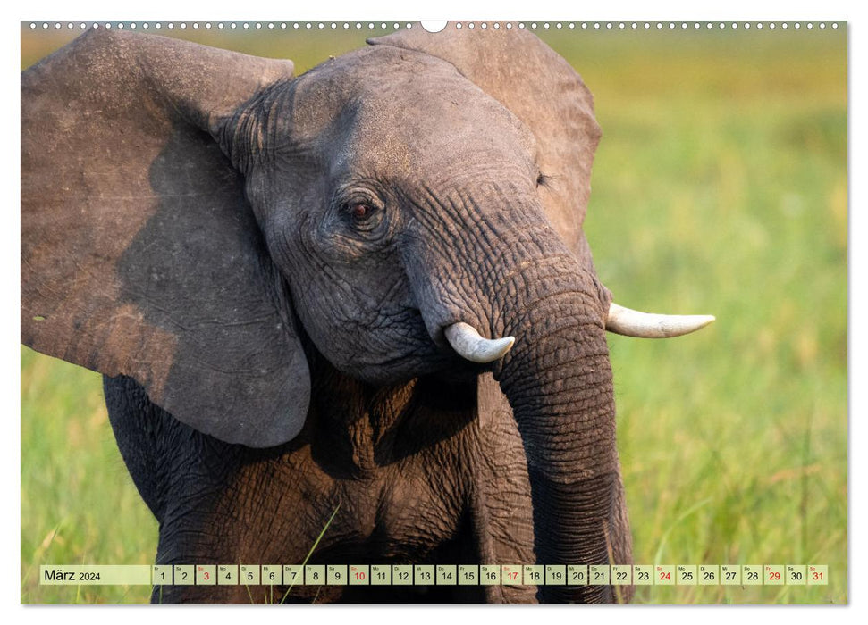 Elefanten - Sanfte Riesen Afrikas (CALVENDO Premium Wandkalender 2024)