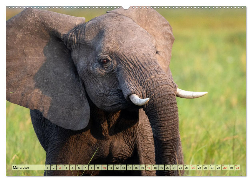 Éléphants - Gentils Géants d'Afrique (Calvendo Premium Wall Calendar 2024) 