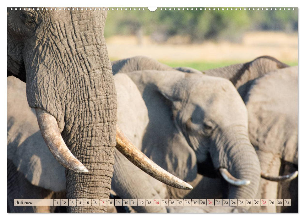 Éléphants - Gentils Géants d'Afrique (Calvendo Premium Wall Calendar 2024) 