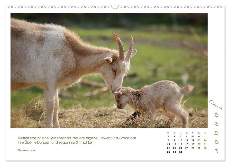 Mutterliebe - Ziegen mit ihren süßen Lämmern (CALVENDO Wandkalender 2024)