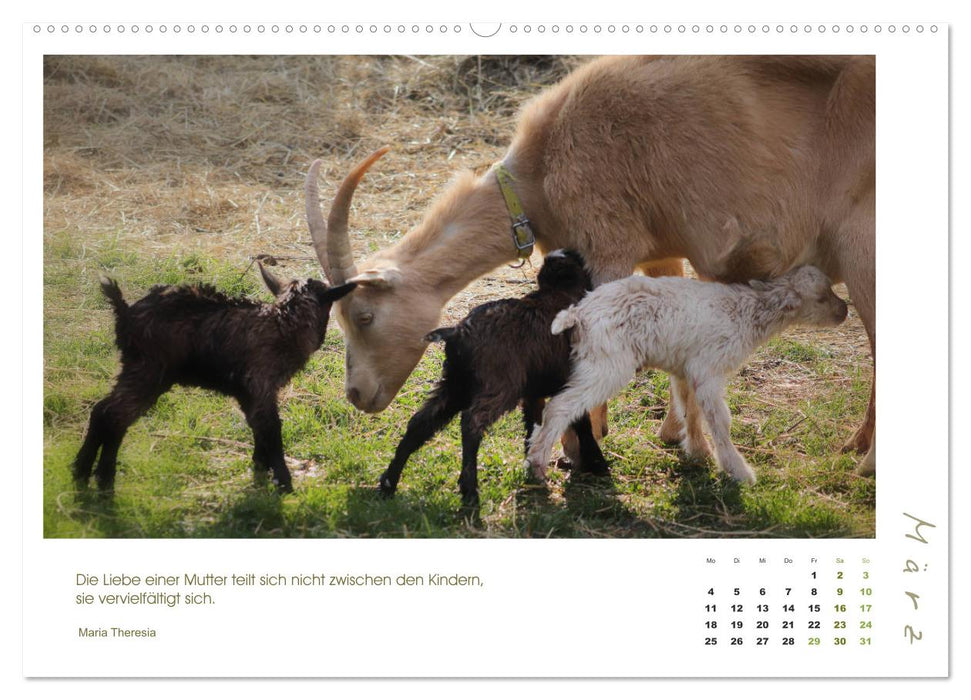 Amour maternel - chèvres et leurs doux agneaux (calendrier mural CALVENDO 2024) 