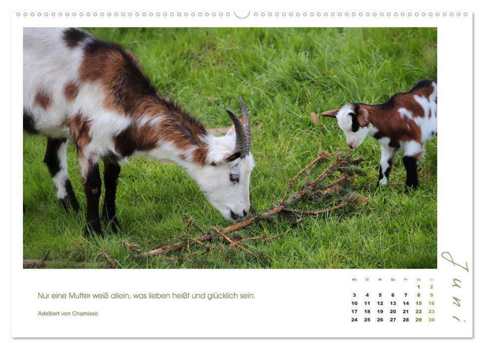 Amour maternel - chèvres et leurs doux agneaux (calendrier mural CALVENDO 2024) 