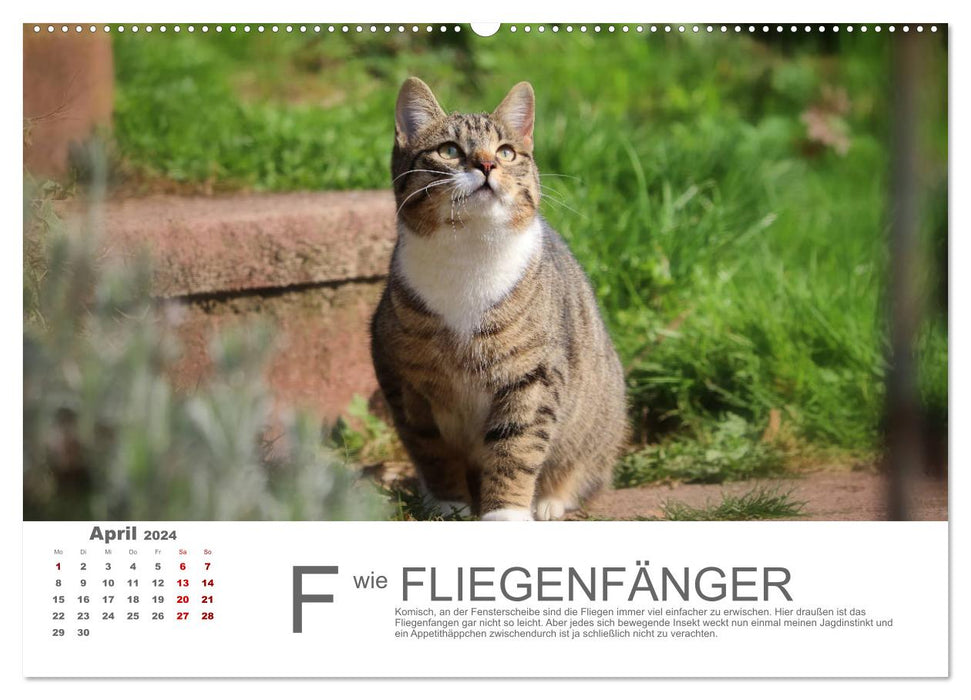 Chats ABC (Calendrier mural CALVENDO 2024) 