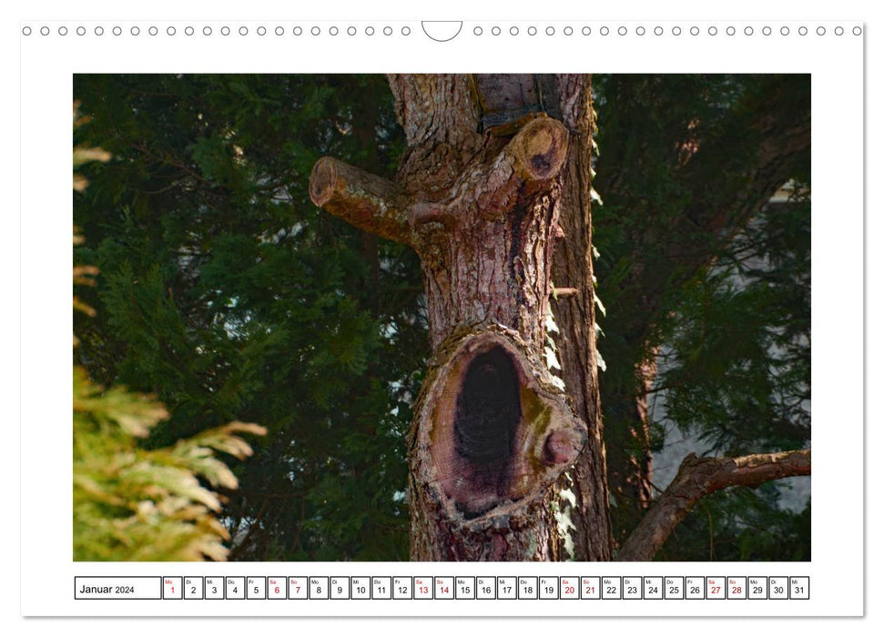 Bäume aus aller Welt und ihre Gesichter (CALVENDO Wandkalender 2024)