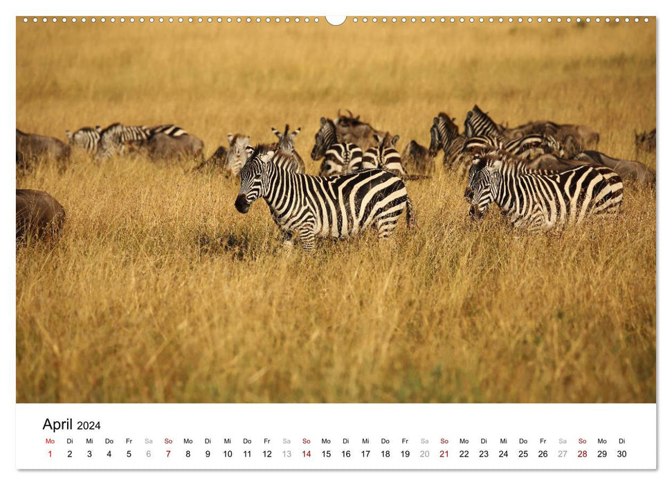 Kenya's amazing wildlife (CALVENDO Premium Wall Calendar 2024) 