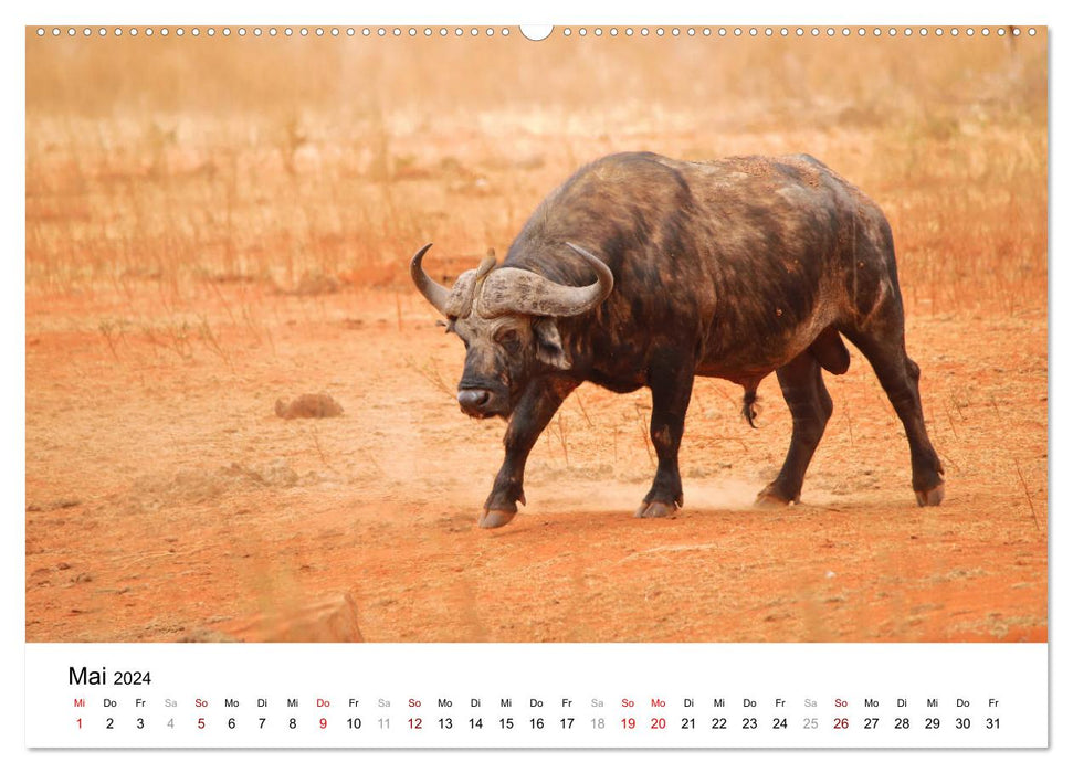 Kenya's amazing wildlife (CALVENDO Premium Wall Calendar 2024) 