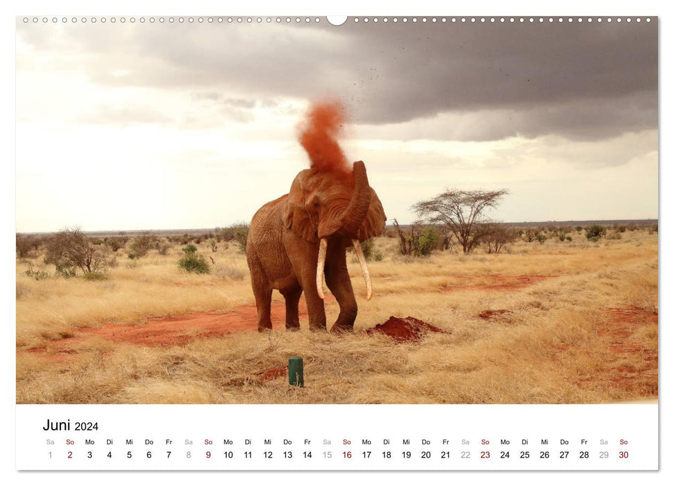 Kenias erstaunliche Tierwelt (CALVENDO Premium Wandkalender 2024)