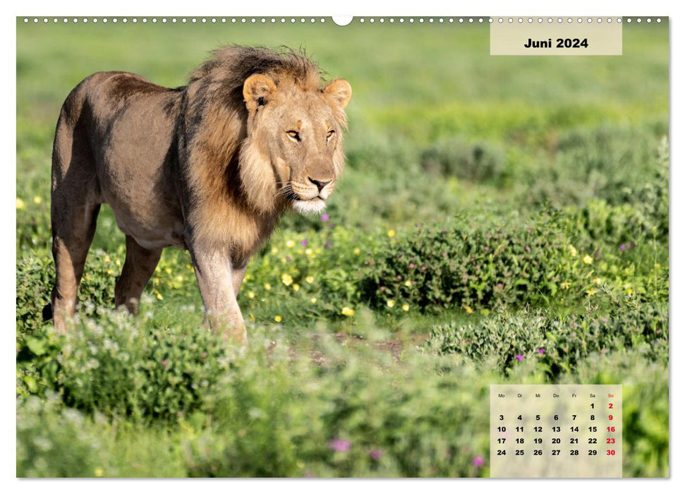 Raubkatzen - Löwe, Gepard, Leopard (CALVENDO Premium Wandkalender 2024)