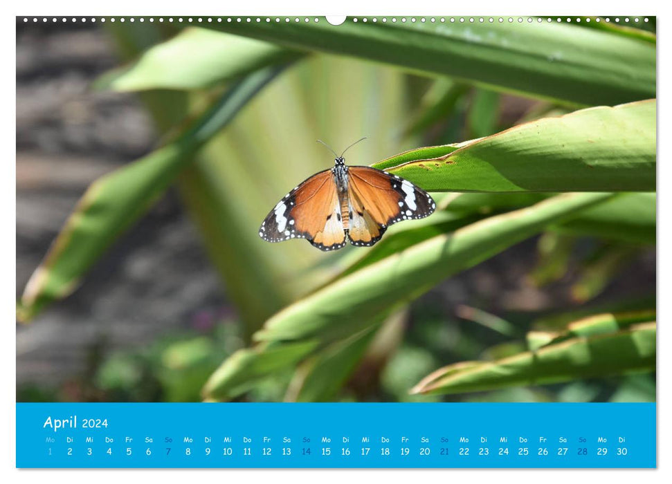Cabo verde Inselgeflüster - Ilha do Sal (CALVENDO Premium Wandkalender 2024)