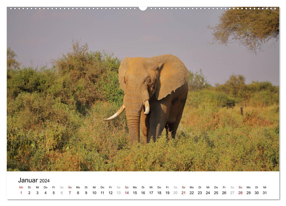 Kenias erstaunliche Tierwelt (CALVENDO Wandkalender 2024)