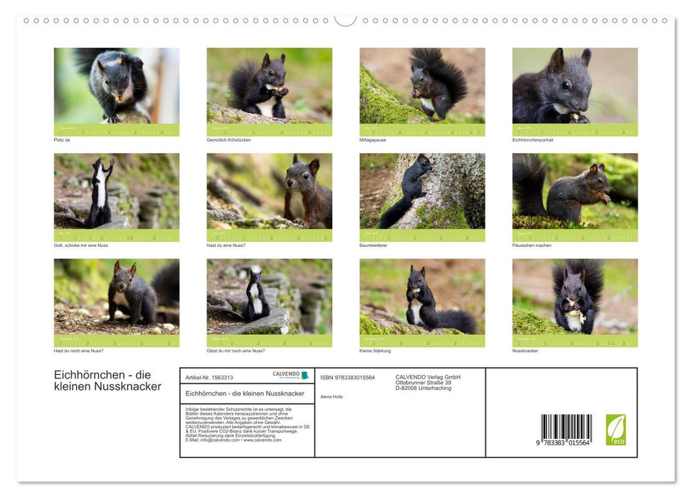 Eichhörnchen - die kleinen Nussknacker (CALVENDO Premium Wandkalender 2024)