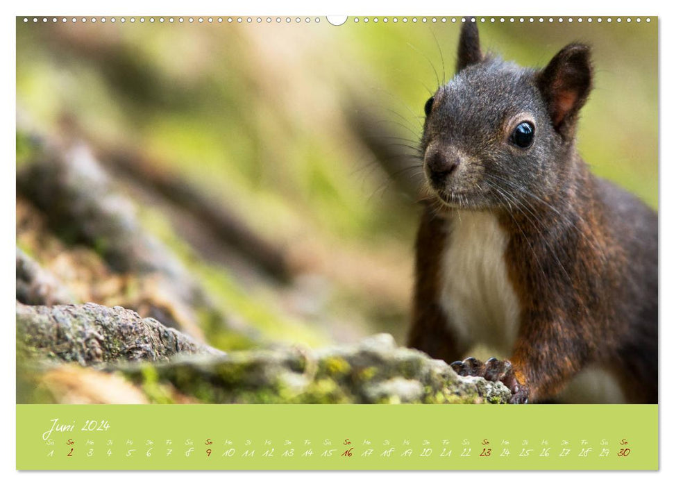Squirrels - the little nutcrackers (CALVENDO Premium Wall Calendar 2024) 