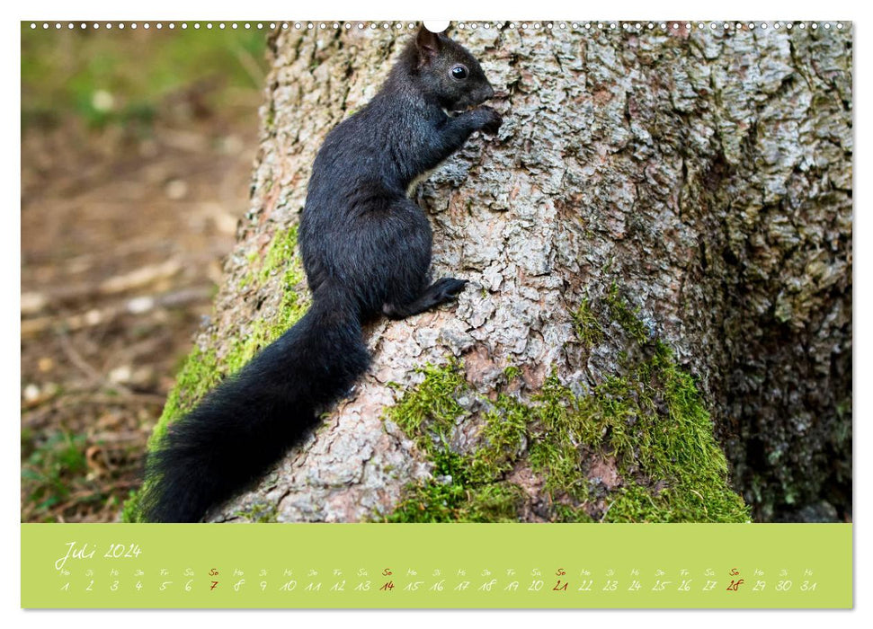 Eichhörnchen - die kleinen Nussknacker (CALVENDO Premium Wandkalender 2024)