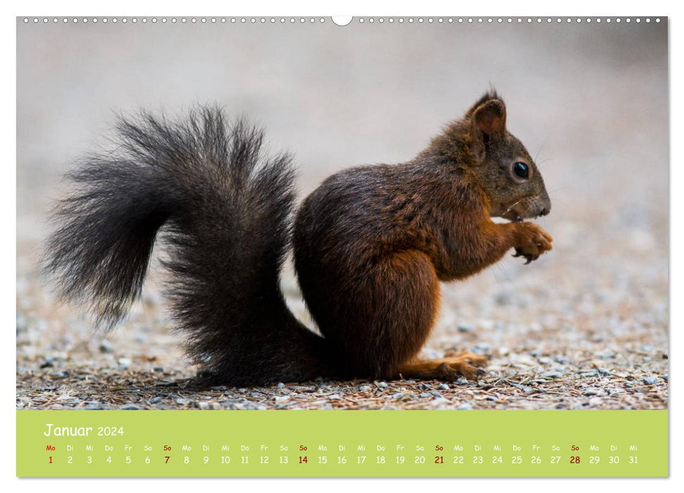 Eichhörnchen - die süßen Nussknacker (CALVENDO Premium Wandkalender 2024)