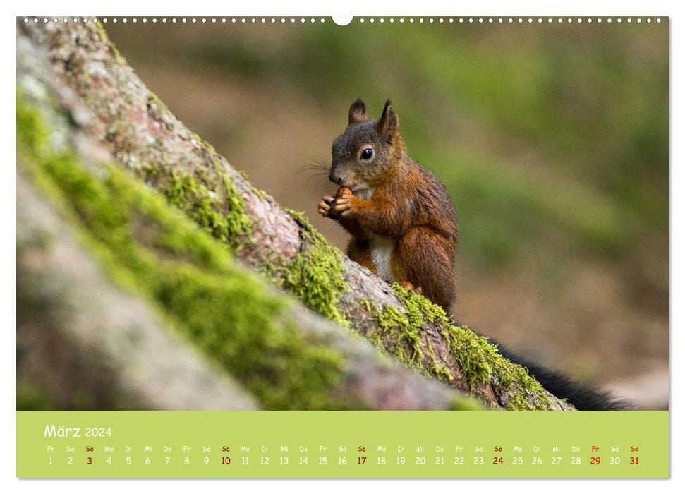 Squirrels - the cute nutcrackers (CALVENDO Premium Wall Calendar 2024) 