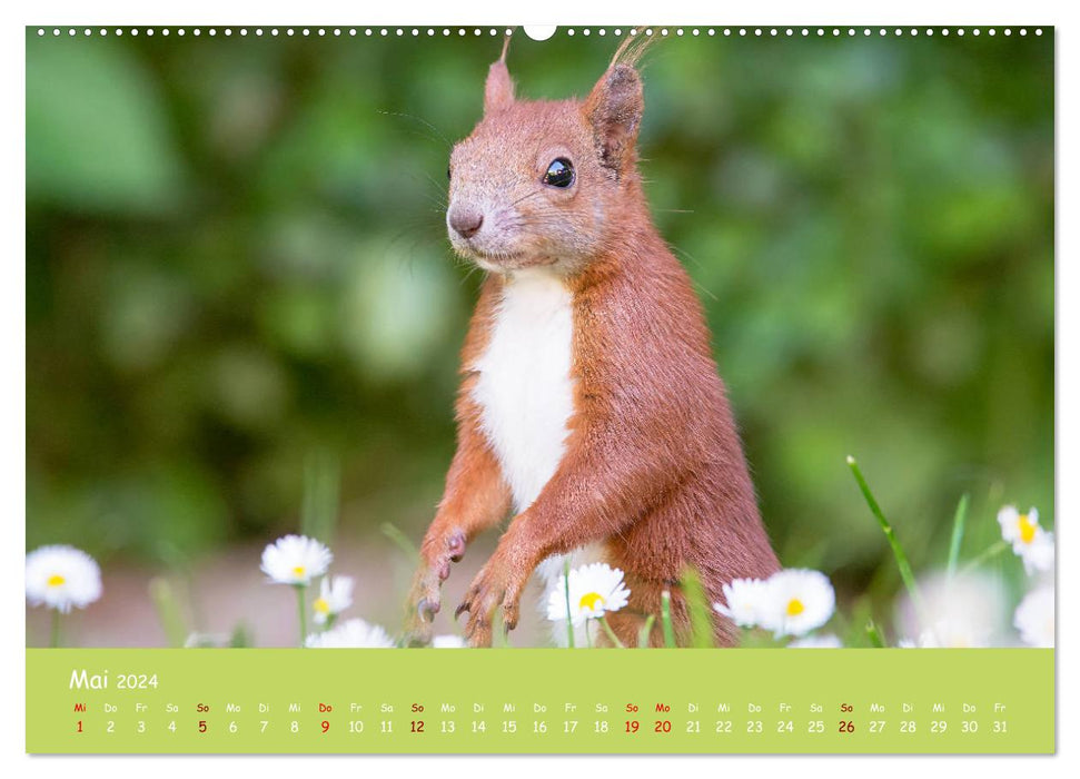 Squirrels - the cute nutcrackers (CALVENDO Premium Wall Calendar 2024) 