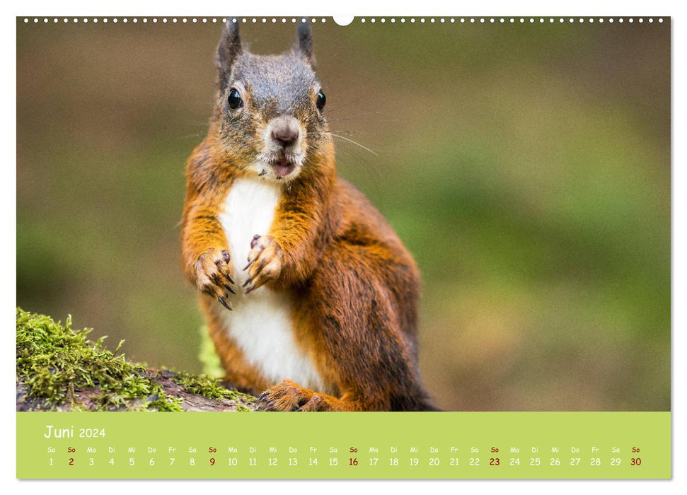 Eichhörnchen - die süßen Nussknacker (CALVENDO Premium Wandkalender 2024)