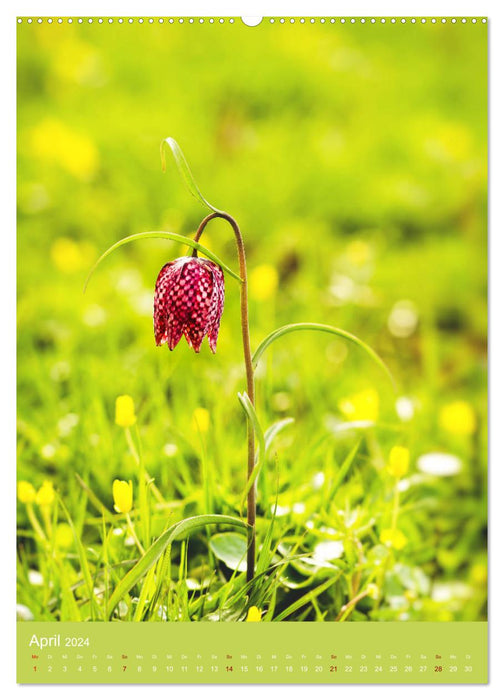 Farbenreicher Blütenzauber (CALVENDO Premium Wandkalender 2024)