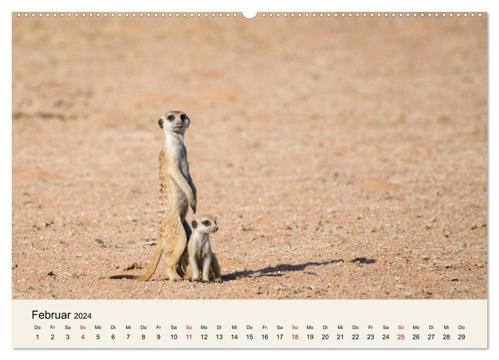 Kalahari - Tierreichtum im Kgalagadi Transfrontier Park, Südafrika (CALVENDO Premium Wandkalender 2024)