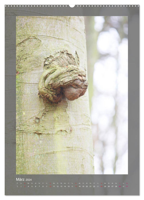About tree creatures and other wooden heads (CALVENDO wall calendar 2024) 