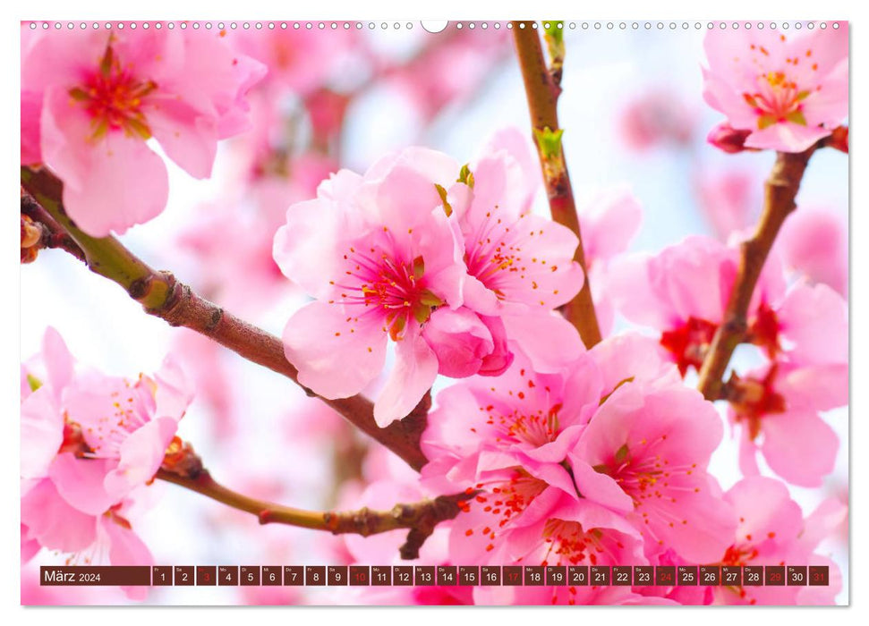 Gimmeldingen - Almond Blossom Festival on the German Wine Route (CALVENDO Premium Wall Calendar 2024) 