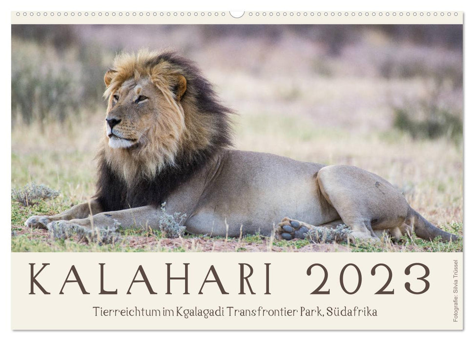 Kalahari - Animal wealth in the Kgalagadi Transfrontier Park, South Africa (CALVENDO wall calendar 2024) 