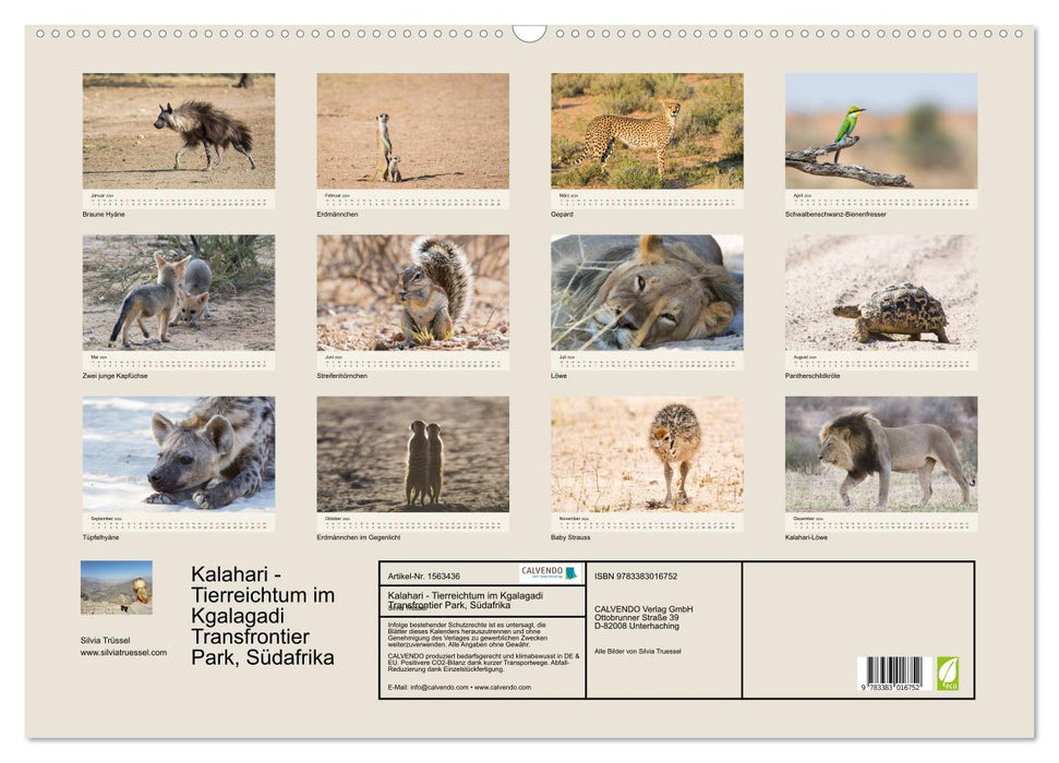 Kalahari - Animal wealth in the Kgalagadi Transfrontier Park, South Africa (CALVENDO wall calendar 2024) 