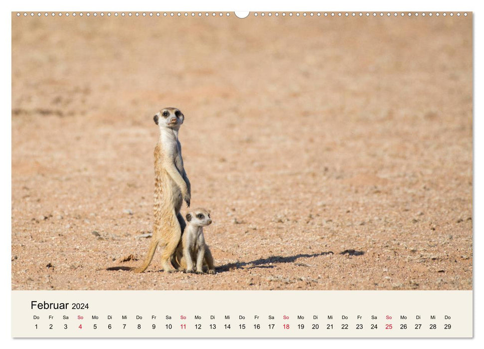 Kalahari - Animal wealth in the Kgalagadi Transfrontier Park, South Africa (CALVENDO wall calendar 2024) 