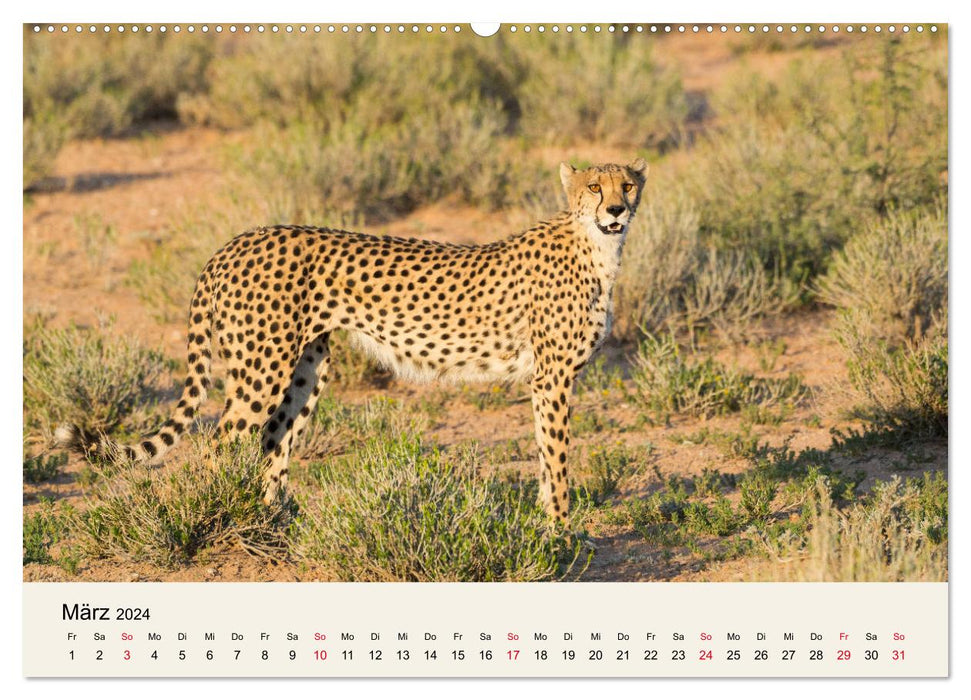 Kalahari - Animal wealth in the Kgalagadi Transfrontier Park, South Africa (CALVENDO wall calendar 2024) 